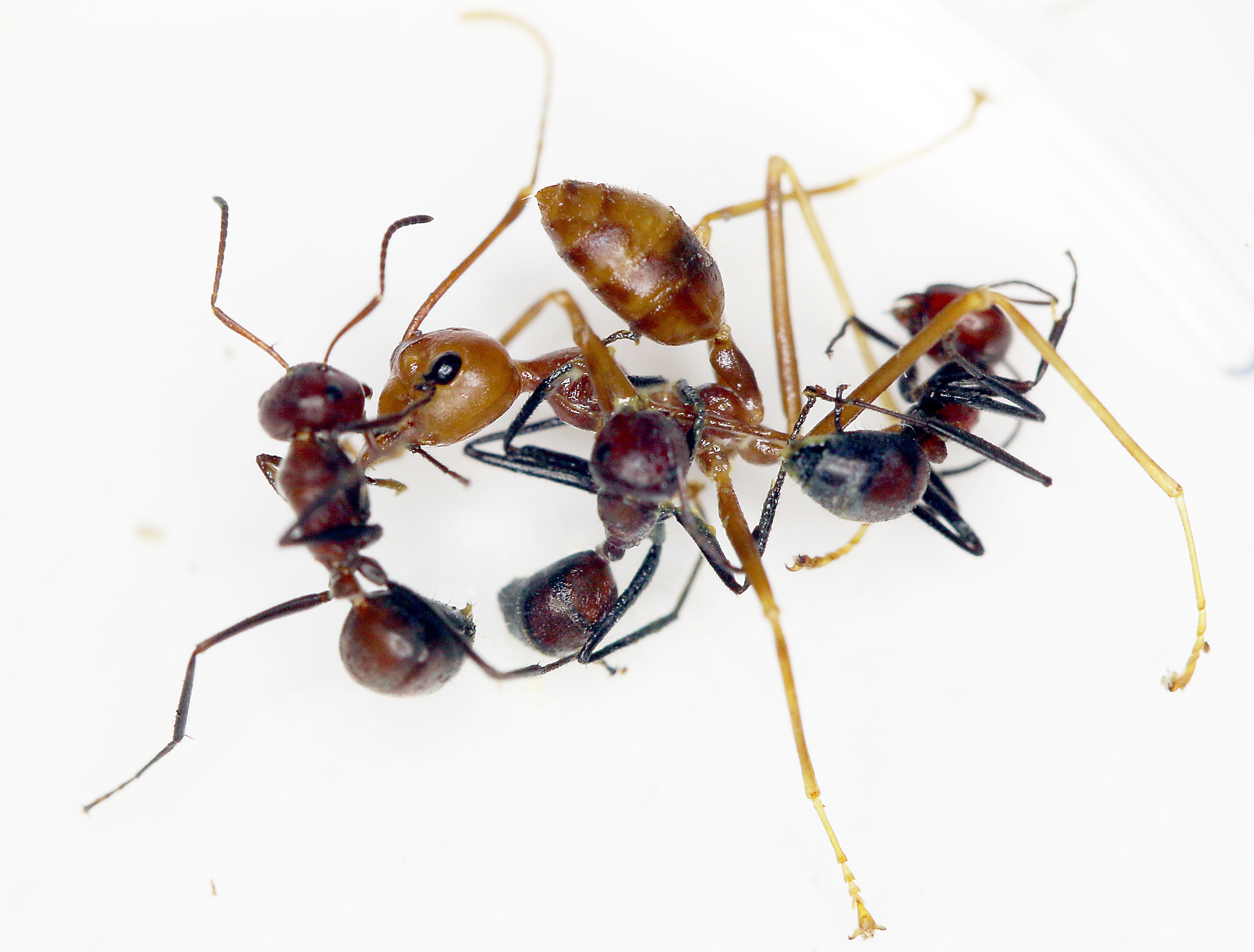 Colobopsis Explodens A New “exploding Ant” Myrmecological News Blog 8517