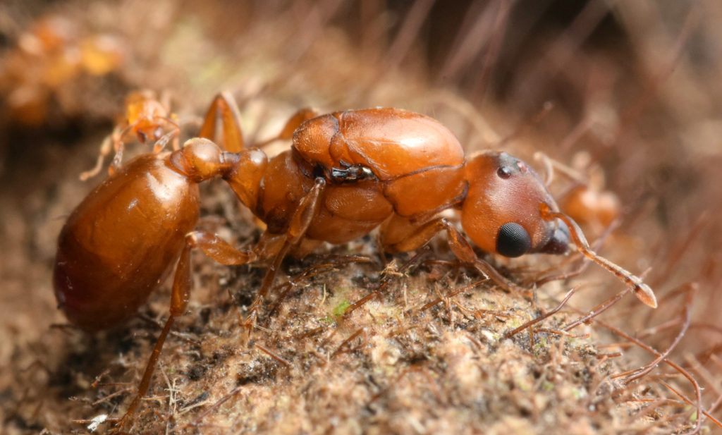 Ant Course 2018 Myrmecological News Blog