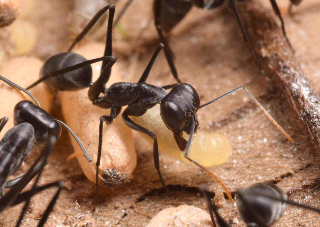 Ant Course 2018 Myrmecological News Blog