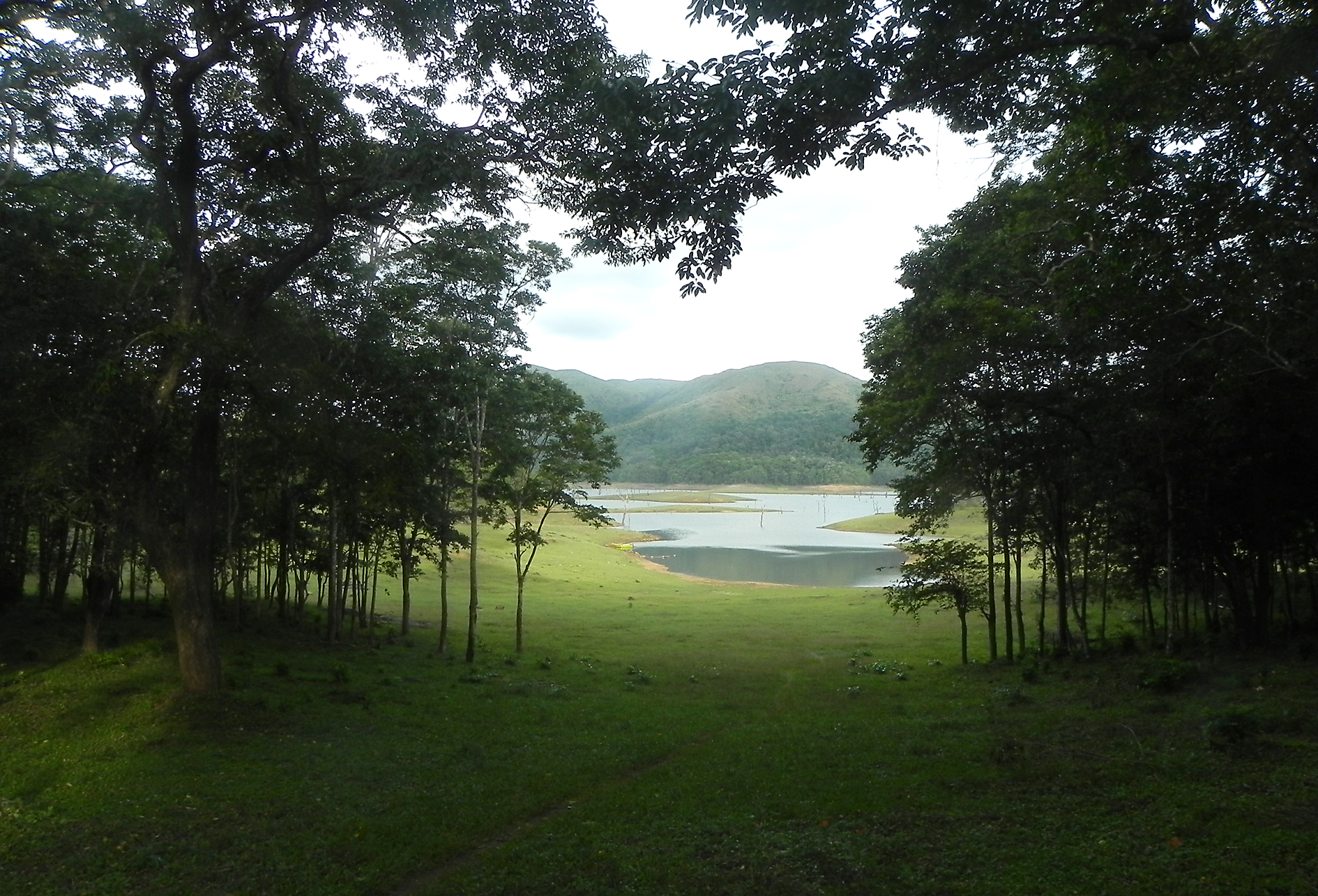 A view of iconic Periyar lake with dry tree stumps (© Mr. Sunil. C.G.)