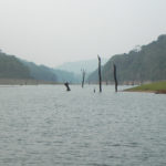 A view of iconic Periyar lake with dry tree stumps (© Mr. Sunil. C.G.)