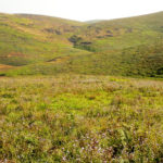 View of some of the grasslands of Western Ghats (© Mr. Sunil. C.G.)