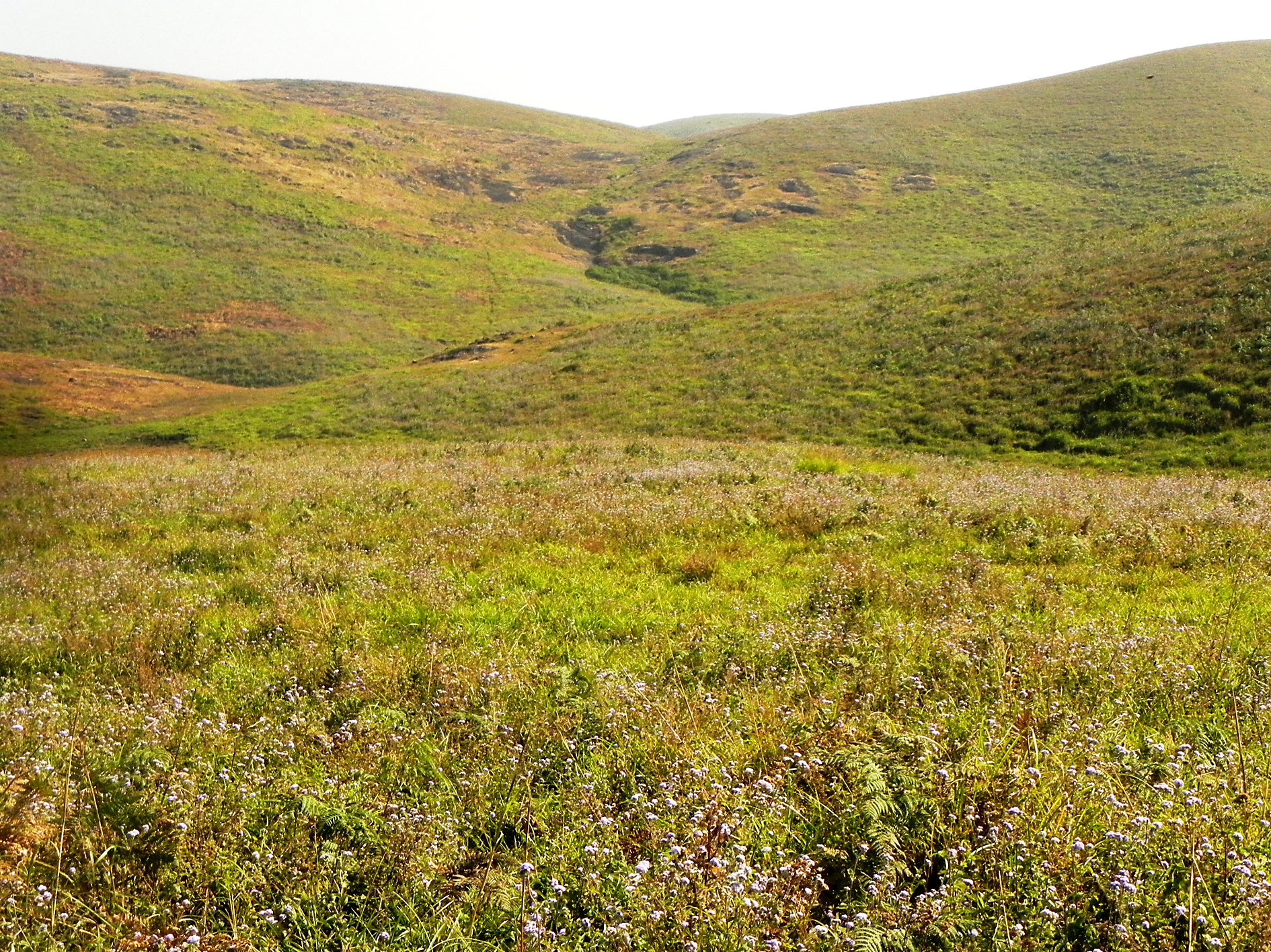 View of some of the grasslands of Western Ghats (© Mr. Sunil. C.G.)