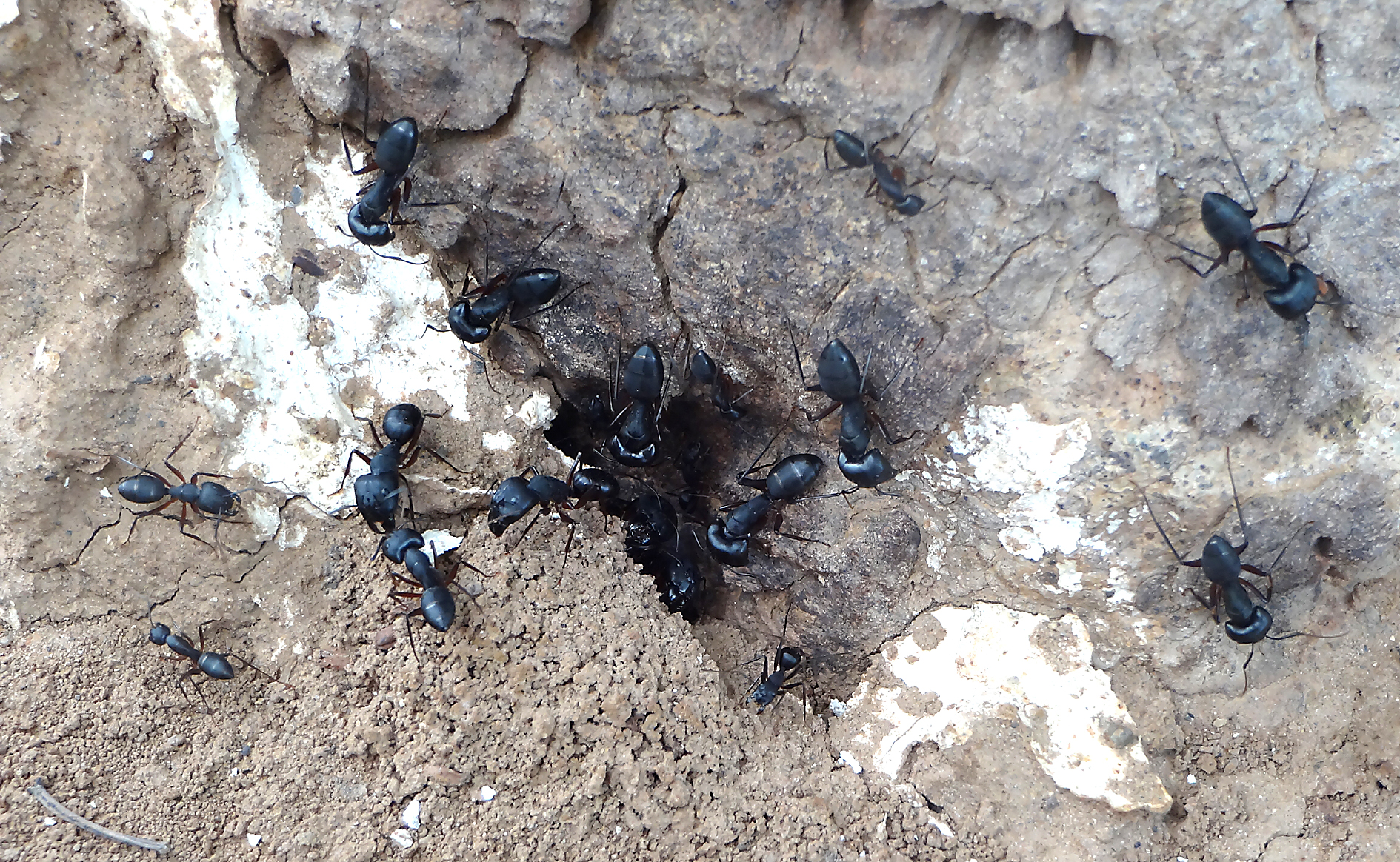 Colony of Camponotus compressus Fabricius, 1787 (© Mr. Sunil. C.G.)