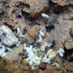 Colony of Crematogaster sp. (© Shahid Ali Akbar)