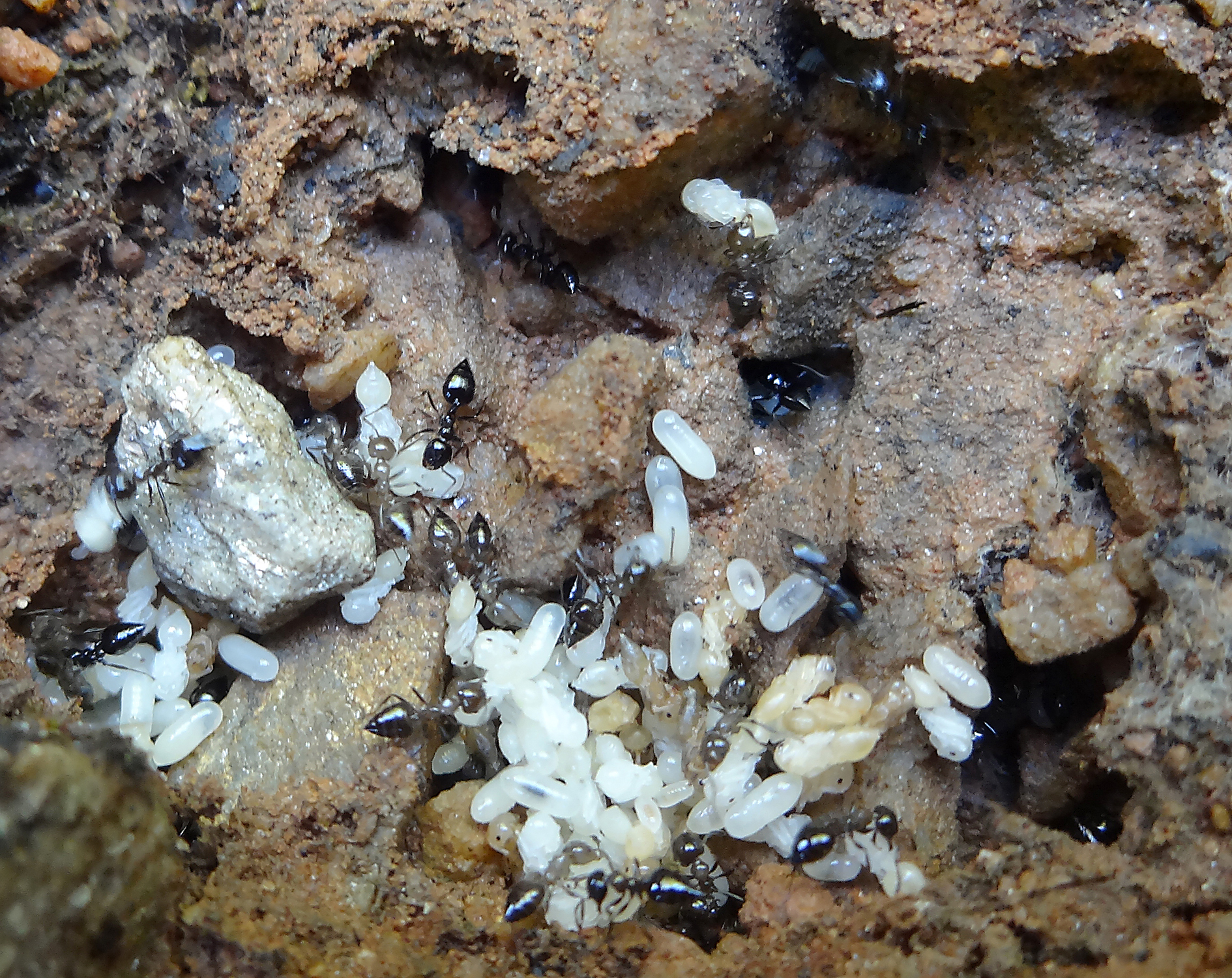 Colony of Crematogaster sp. (© Shahid Ali Akbar)