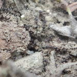 Colony of Tetramorium sp. (© Mr. Sunil. C.G.)