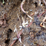 Colony of Tetramorium spp. (© Mr. Sunil. C.G.)