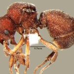 Discothyrea periyarensis (© Bharti, Akbar and Singh, 2015)