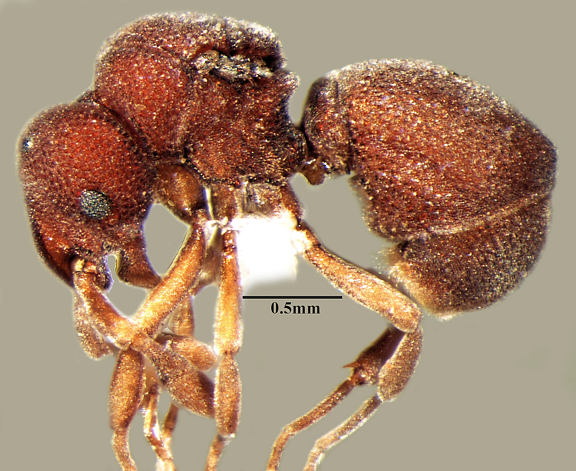 Discothyrea periyarensis (© Bharti, Akbar and Singh, 2015)