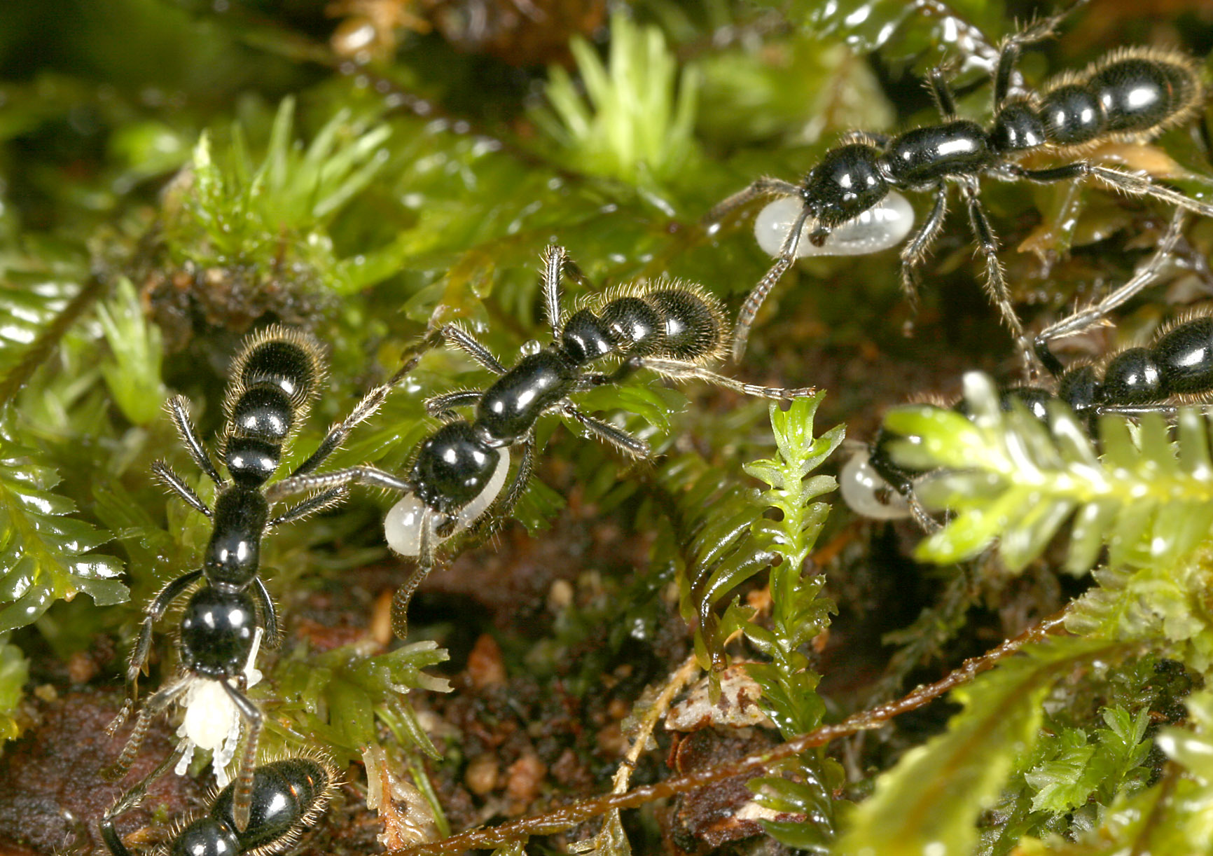 Lioponera workers returning with Pheidole brood in Midongy. (© Brian Fisher)