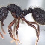 Lordomyrma taylori (© Bharti & Akbar, 2013)