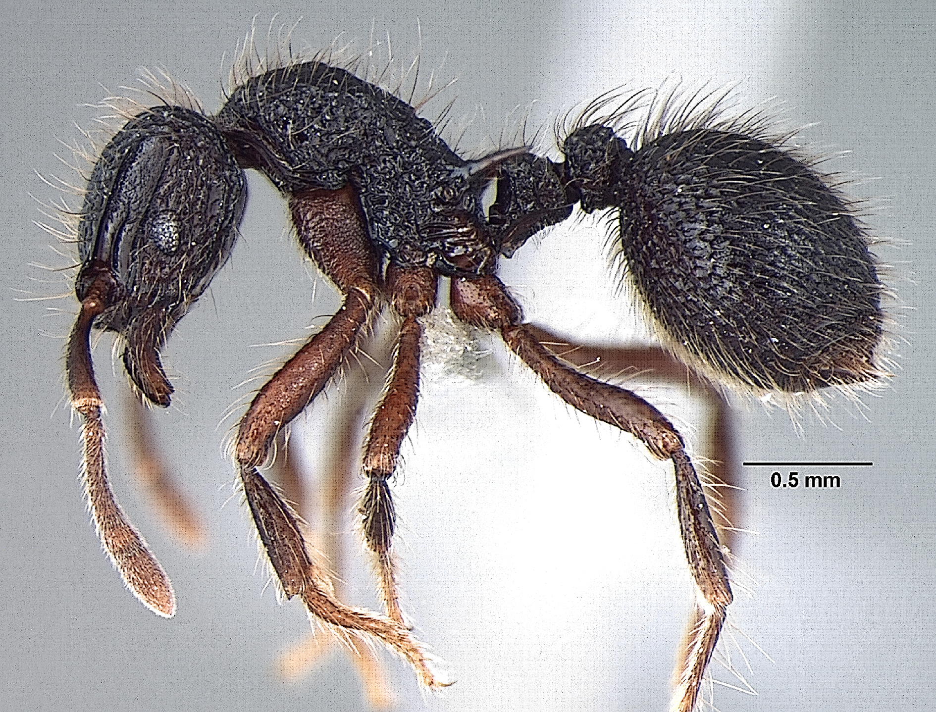 Lordomyrma taylori (© Bharti & Akbar, 2013)