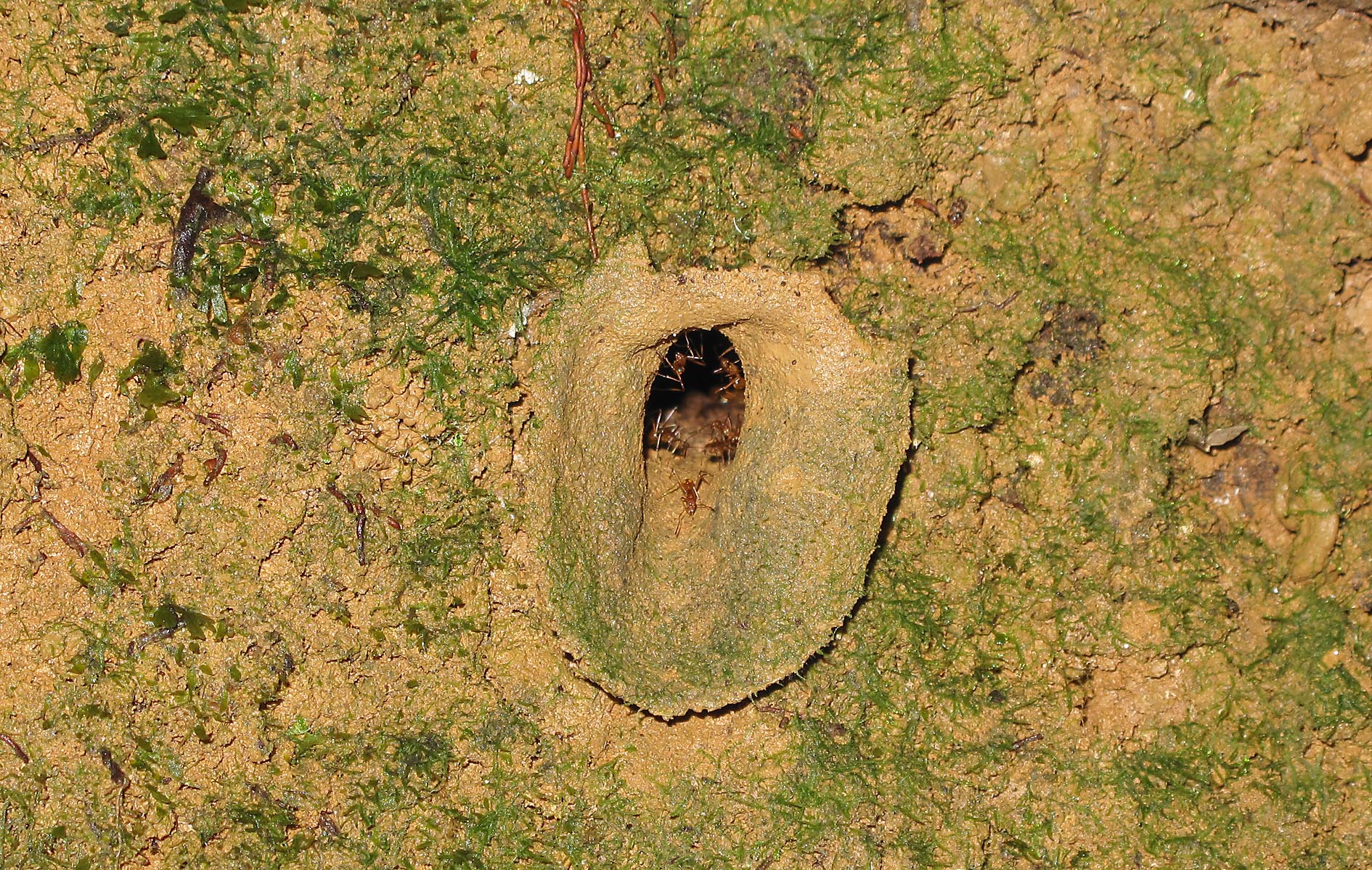 Malagidris workers in funnel  entrance of their nest. (© Brian Fisher)