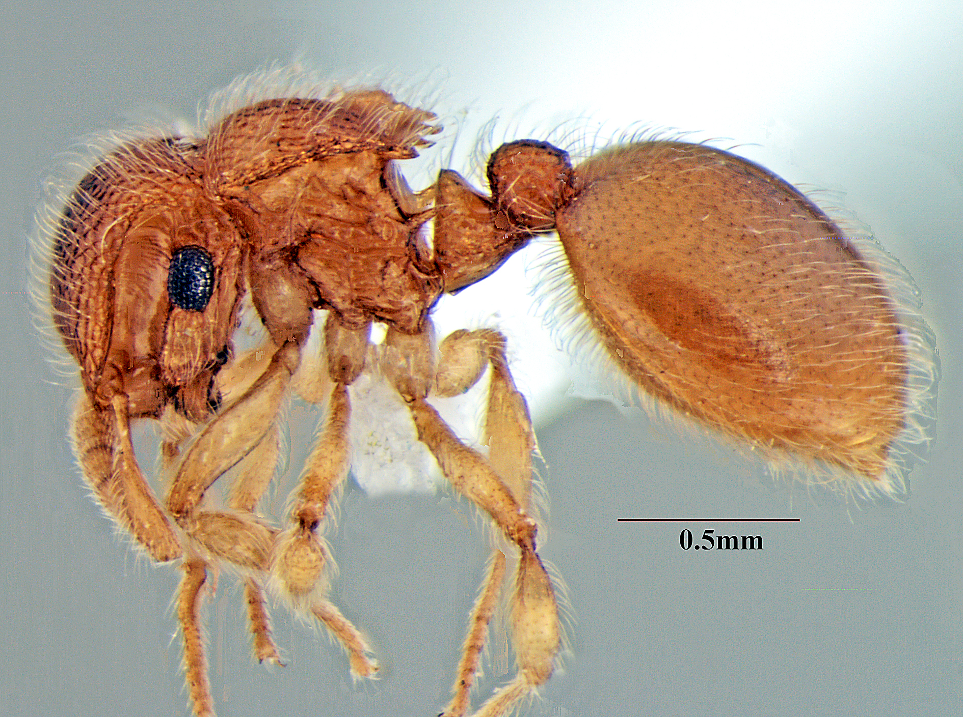 Meranoplus periyarensis (© Bharti & Akbar, 2014)