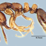 Protanilla wardi (© Bharti & Akbar, 2015)