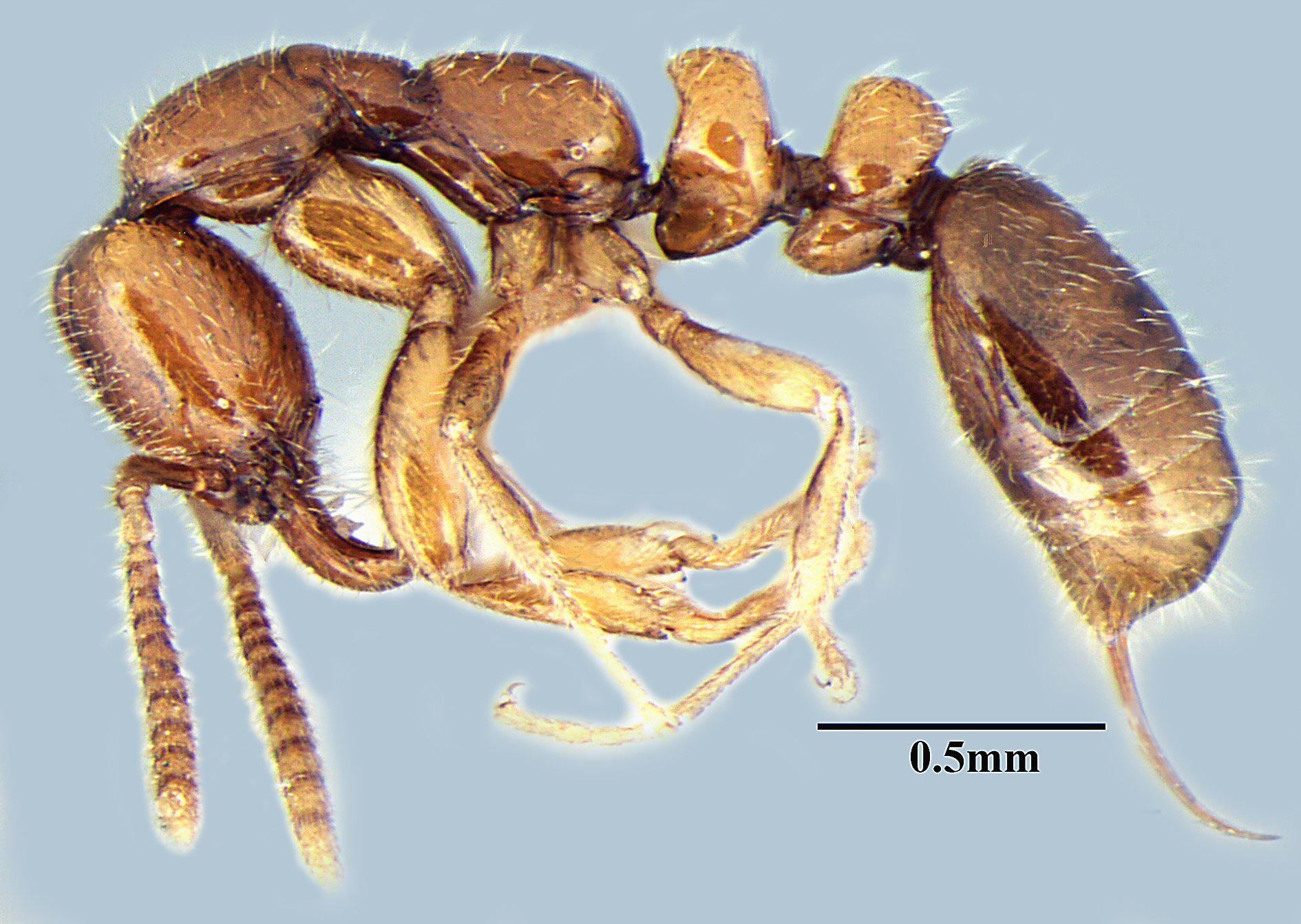 Protanilla wardi (© Bharti & Akbar, 2015)