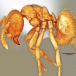 Pseudolasius zamrood (© Akbar et al)