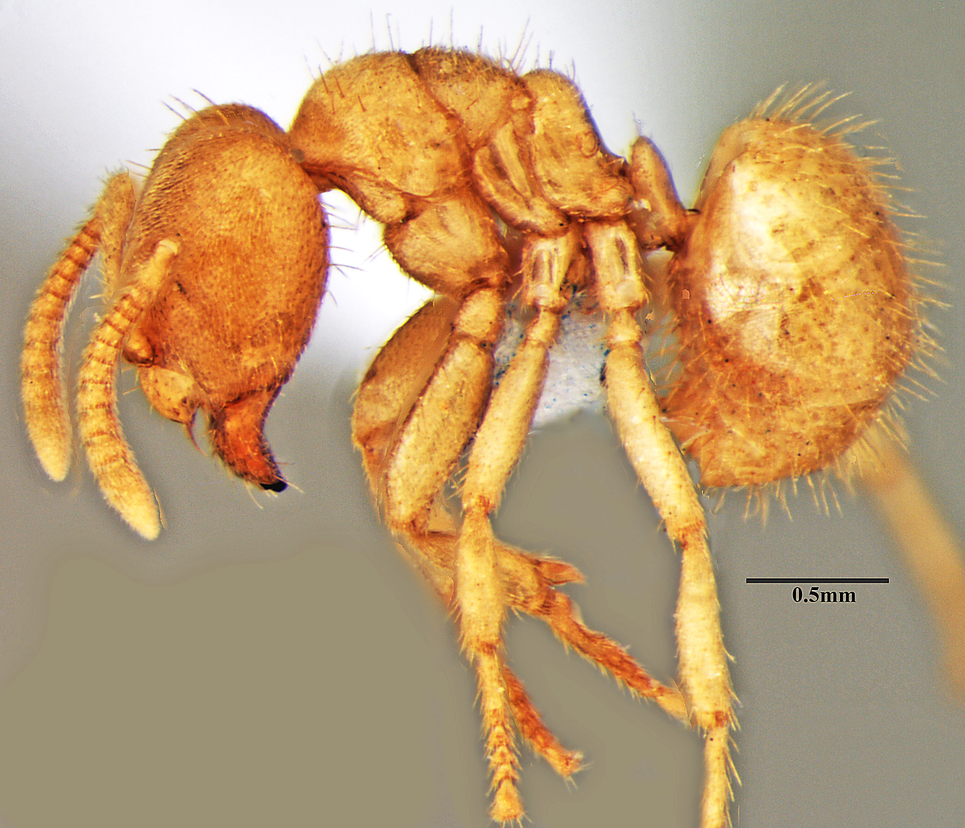 Pseudolasius zamrood (© Akbar et al)