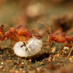 Strumigenys workers from Midongy. (© Brian Fisher)