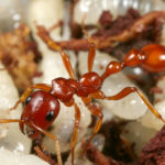 Tetraponera manangotra. (© Brian Fisher)