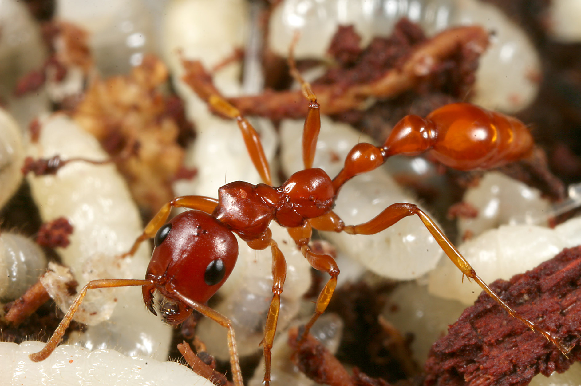 Tetraponera manangotra. (© Brian Fisher)