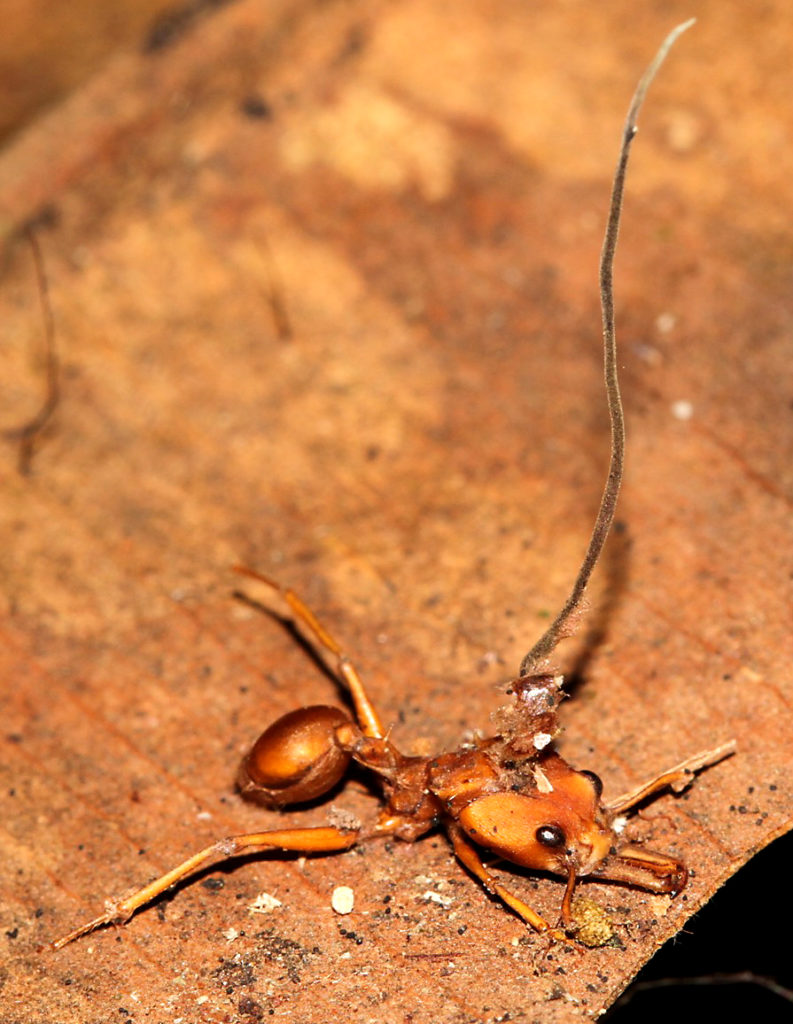 Ophiocordyceps – Ant Infecting Fungi – Myrmecological News Blog