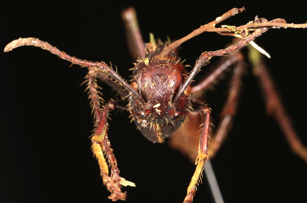 Ophiocordyceps – Ant Infecting Fungi – Myrmecological News Blog