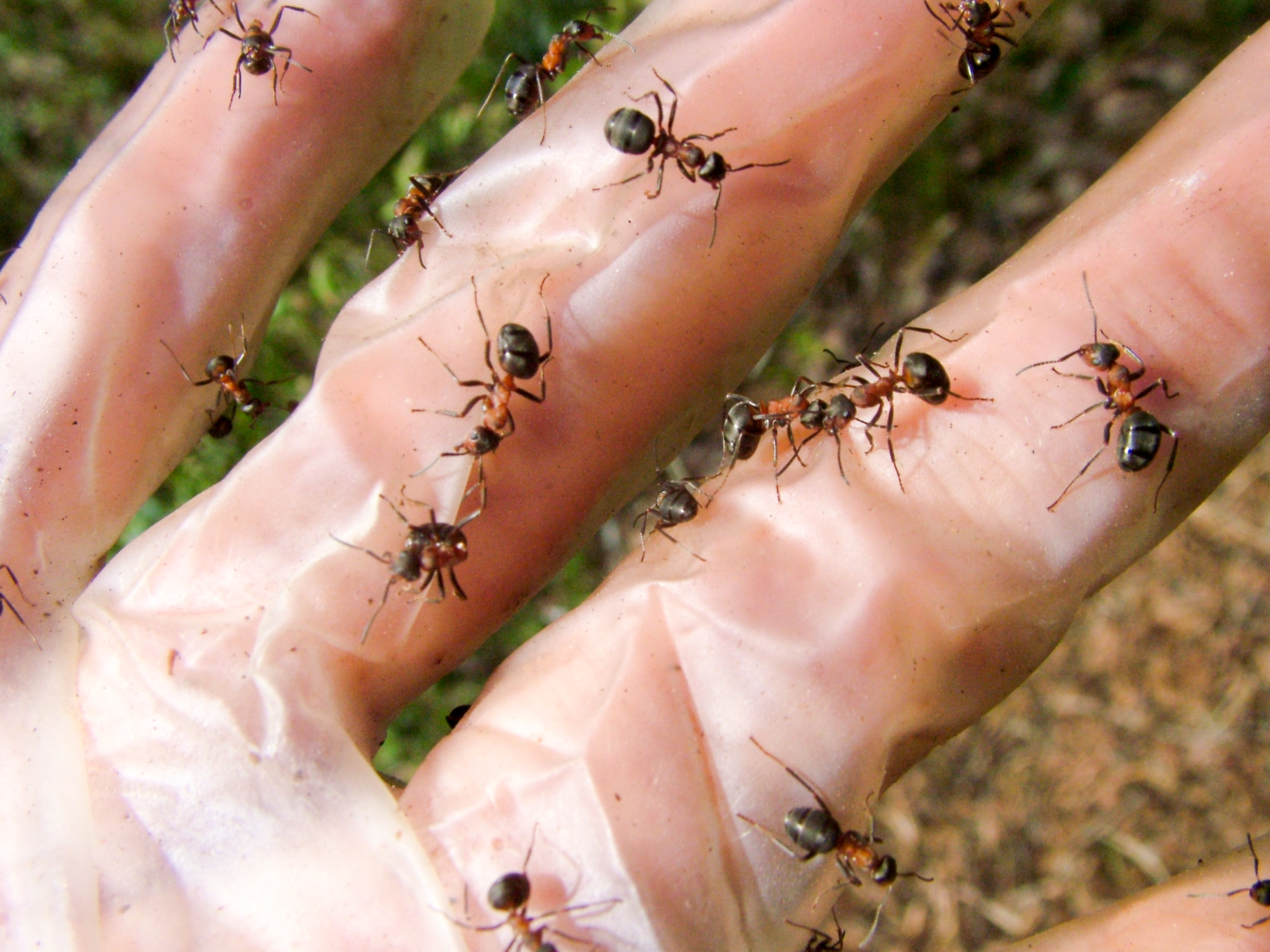 Muurahaiset. That's ants in Finnish. – Myrmecological News Blog