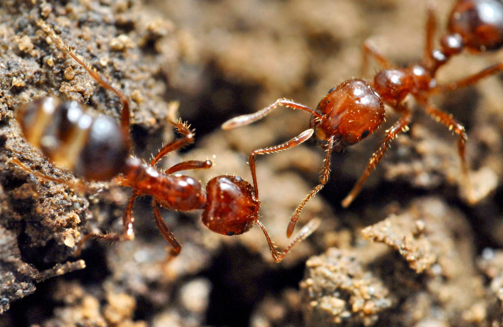 Large and complex societies of fire ants contain more viruses ...