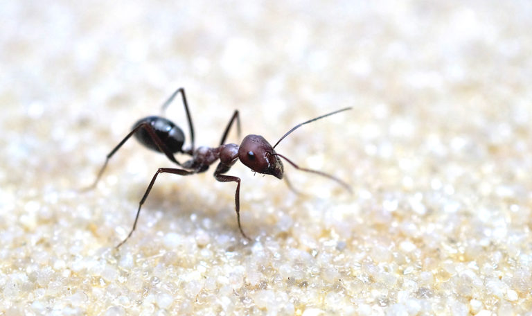 Studying the ontogeny of navigational behavior in desert
