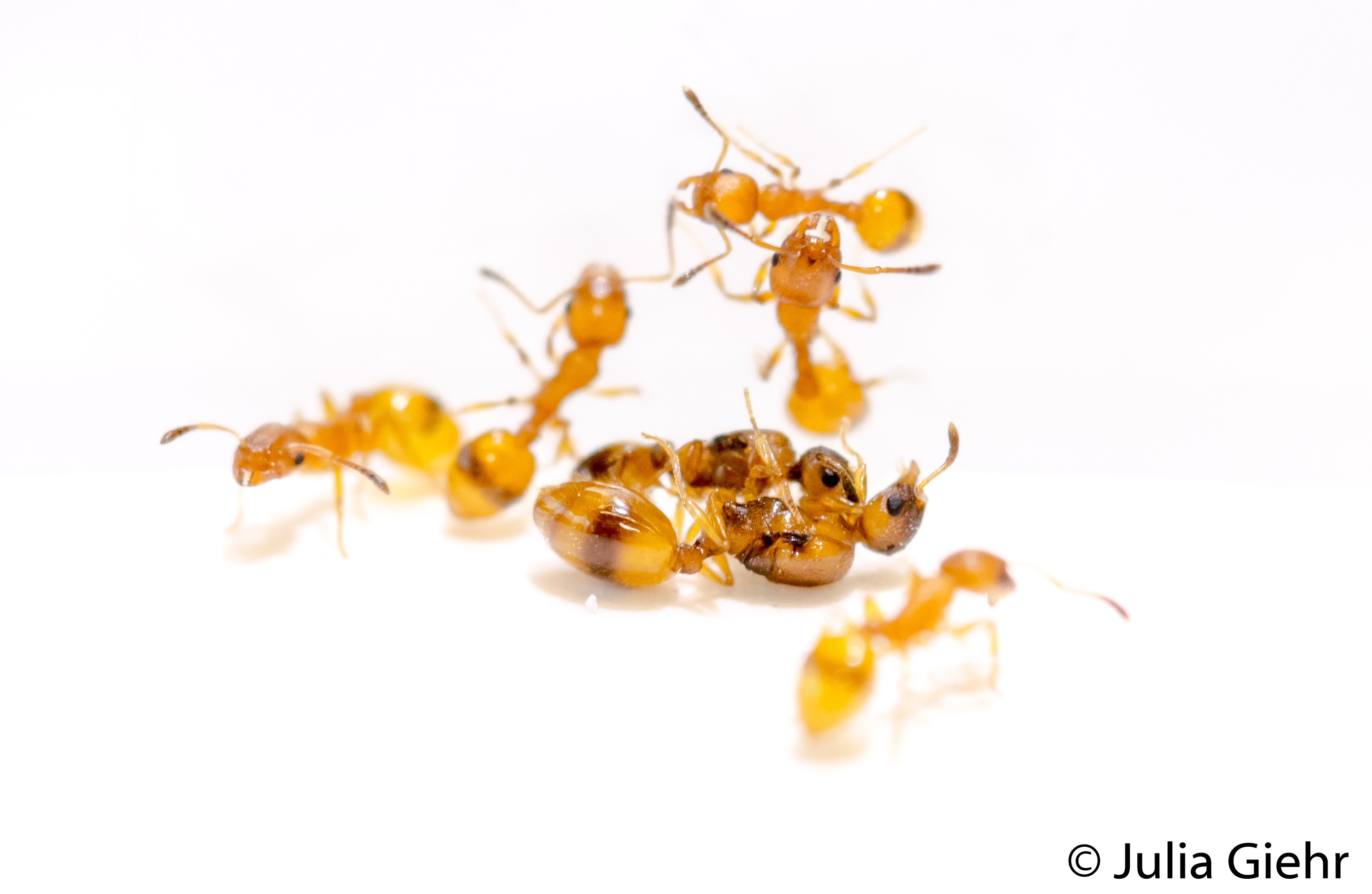 Social parasitism: tricky questions – Myrmecological News Blog