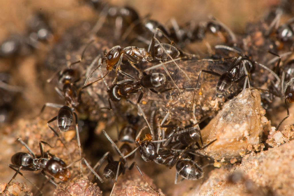 Ants of Arizona: A Glimpse – Myrmecological News Blog