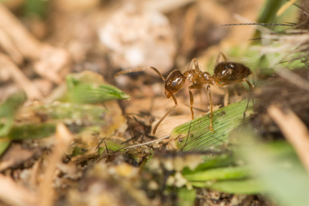 Ants of Arizona: A Glimpse – Myrmecological News Blog