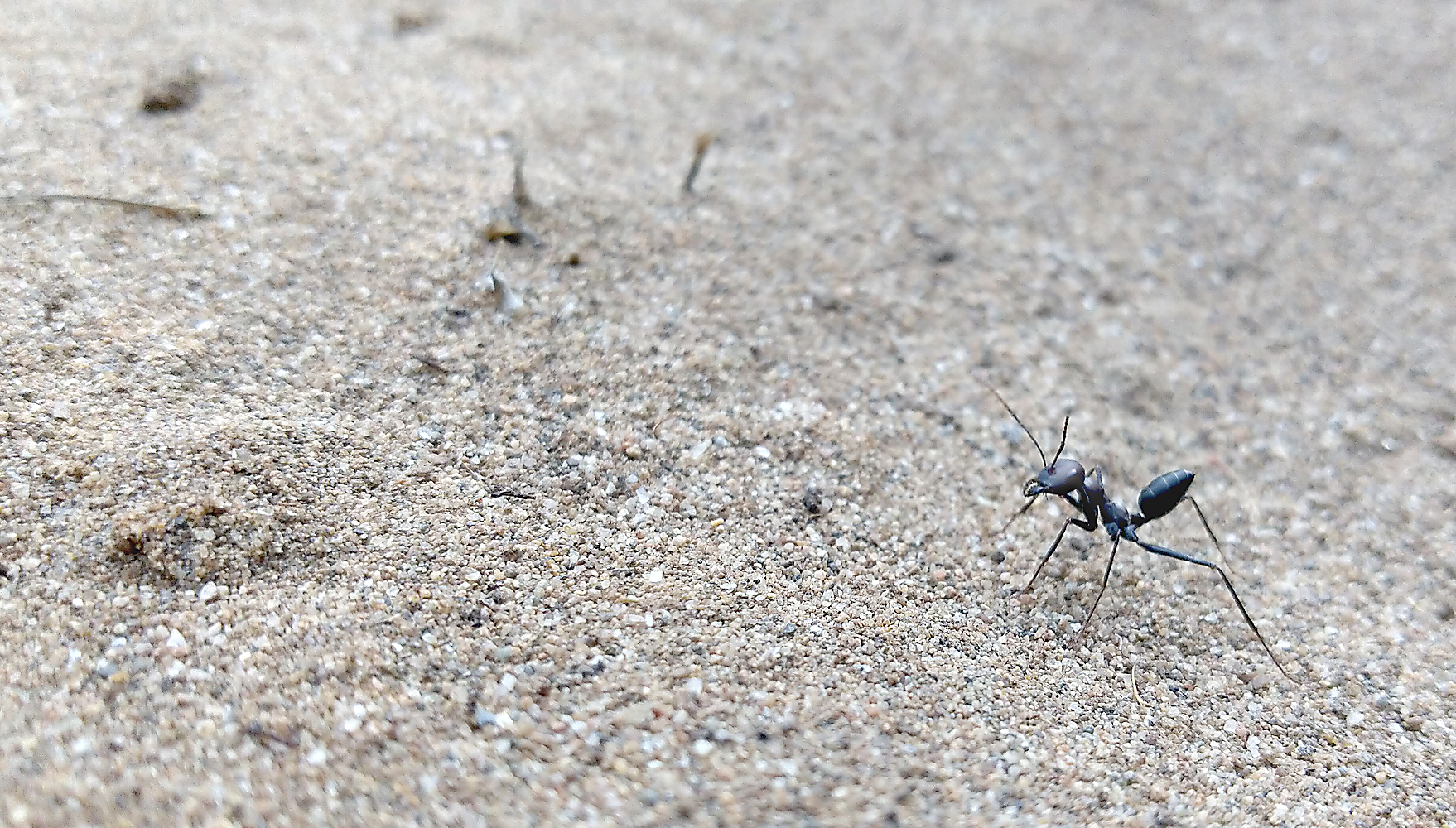 The Learning Walks Of Ants – Myrmecological News Blog