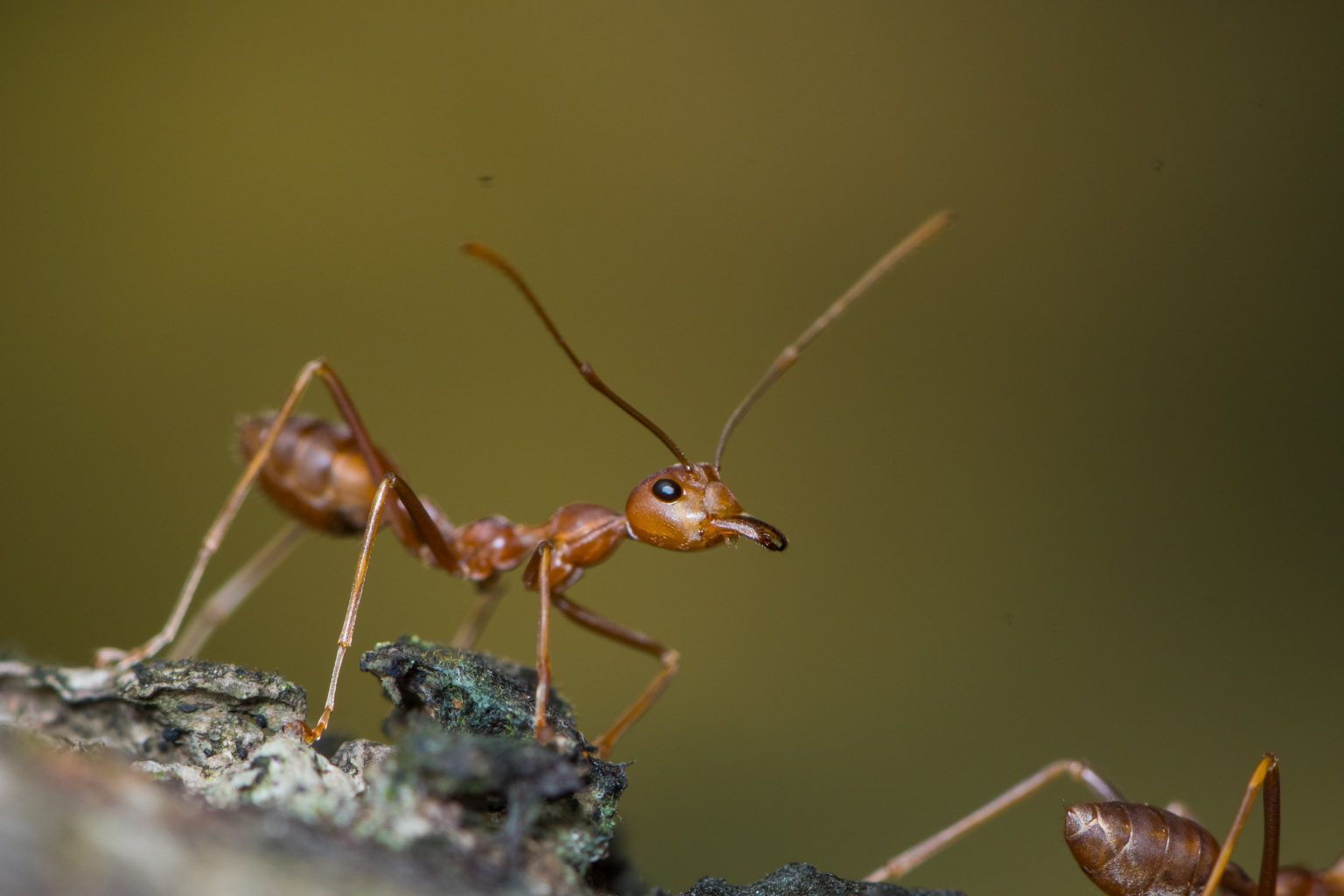 Ants of Hong Kong, SAR, China – Myrmecological News Blog