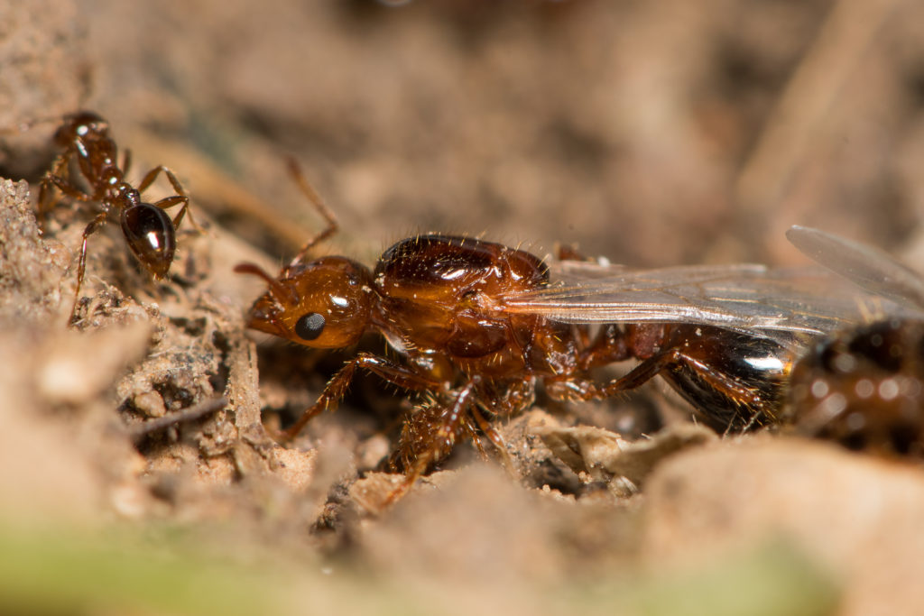 Queen Fire Ant With Wings