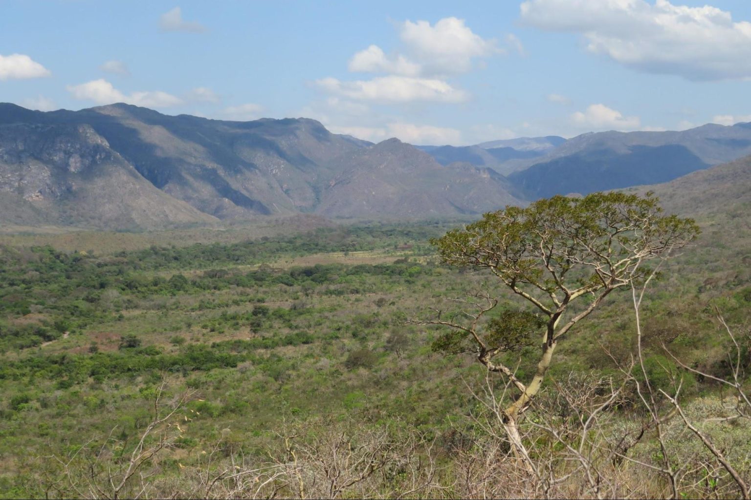 A photographic glimpse into Brazil’s ant diversity – Myrmecological ...