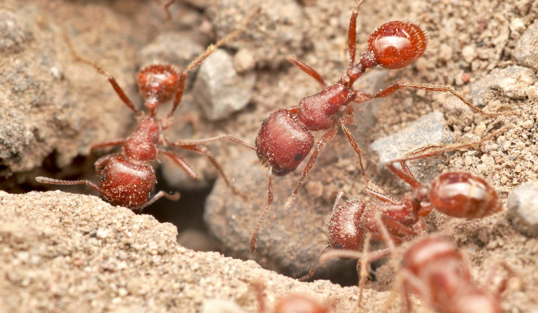 Ants Among Mesoamerican Ruins – Myrmecological News Blog