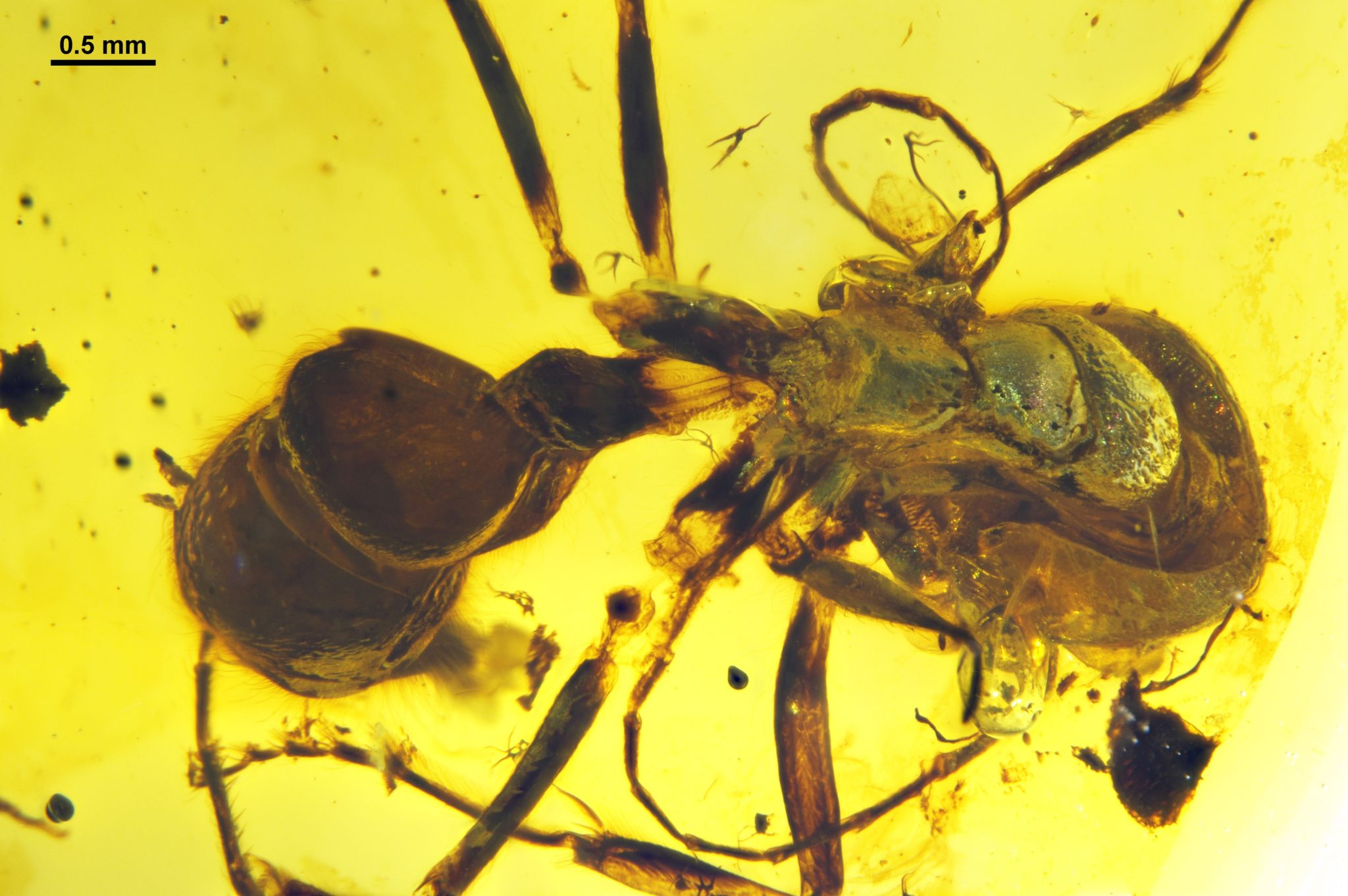 Exploring two new iron maiden ants of the Cretaceous – Myrmecological ...