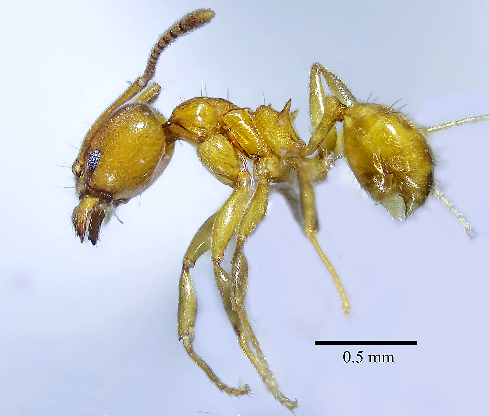 Revisiting Sri Lankan ants an international effort Myrmecological