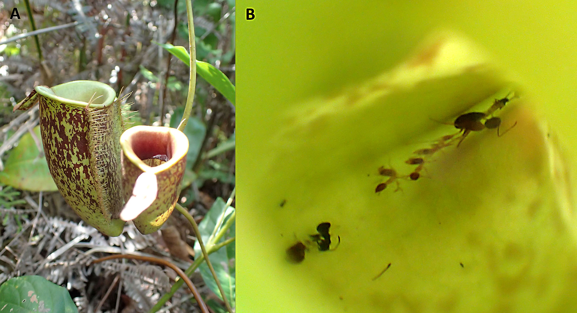 Ant species of Sumatra Island, Indonesia – Myrmecological News Blog