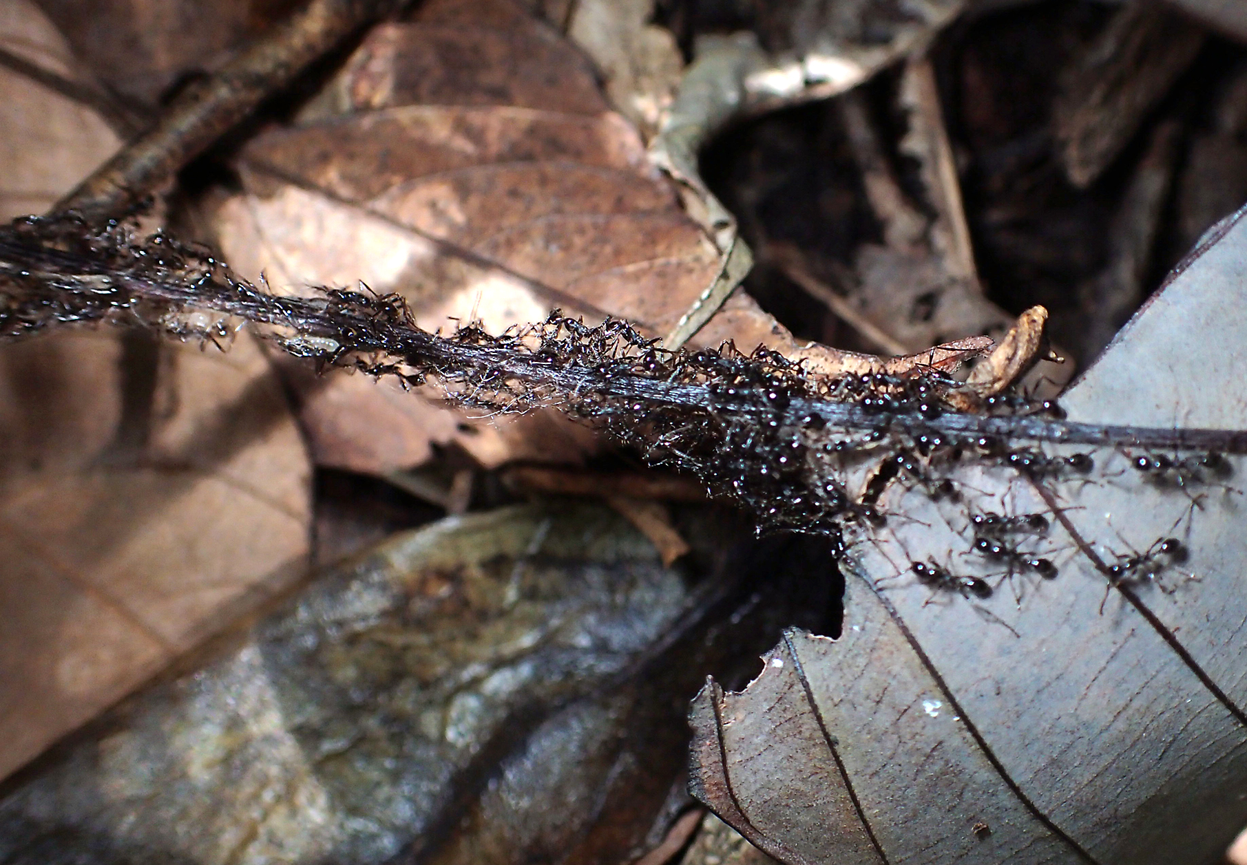 Ant species of Sumatra Island, Indonesia – Myrmecological News Blog
