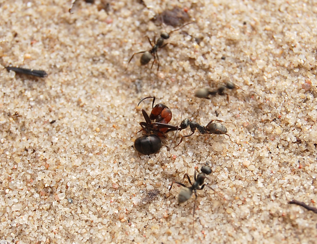 Cannibalistic necrophagy in the wood ant Formica polyctena ...