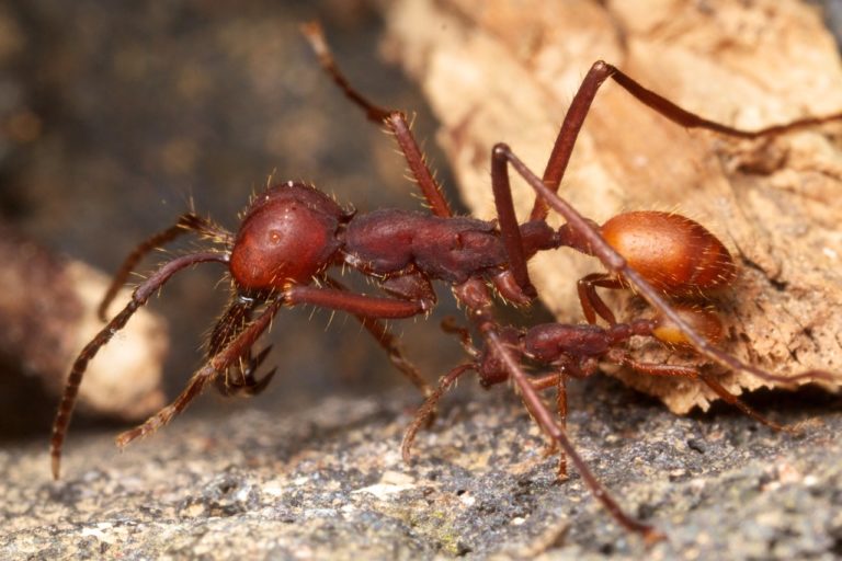 Army Ants: Nature’s Ultimate Social Hunters – Myrmecological News Blog