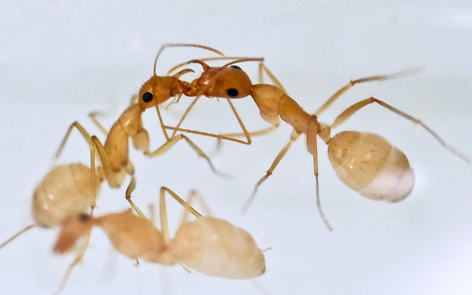 Trophallaxis – exchanging social fluids – Myrmecological News Blog