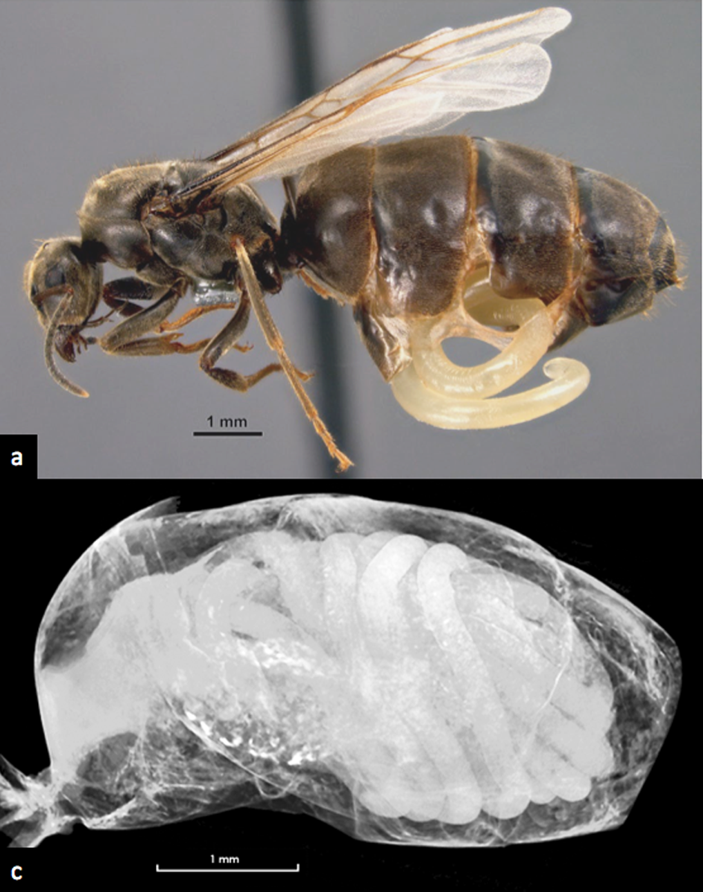 Parasite-induced morphology changes in ants – Myrmecological News Blog