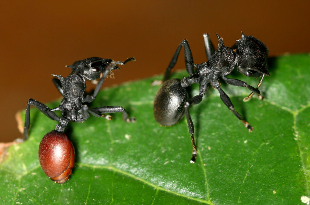 Parasiteinduced morphology changes in ants Myrmecological News Blog