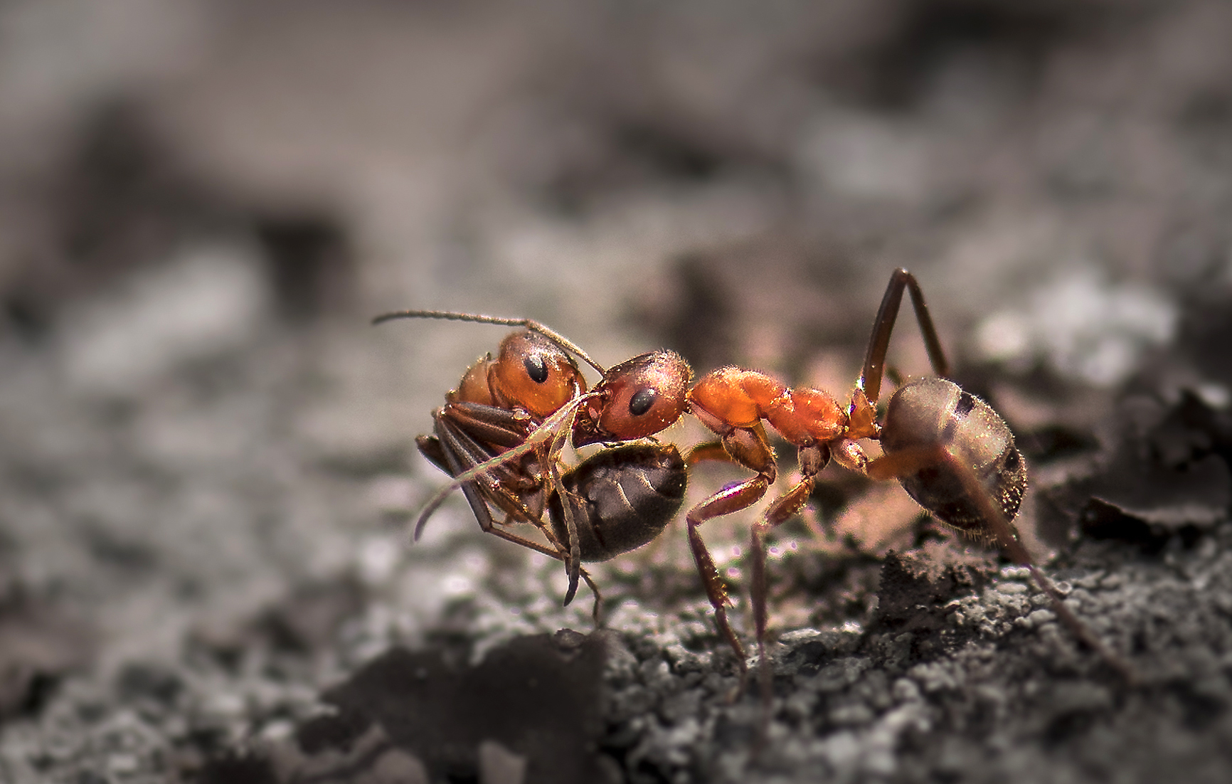 Insights Gained Over A Year Study On The Narrow Head Ant Formica Exsecta Myrmecological