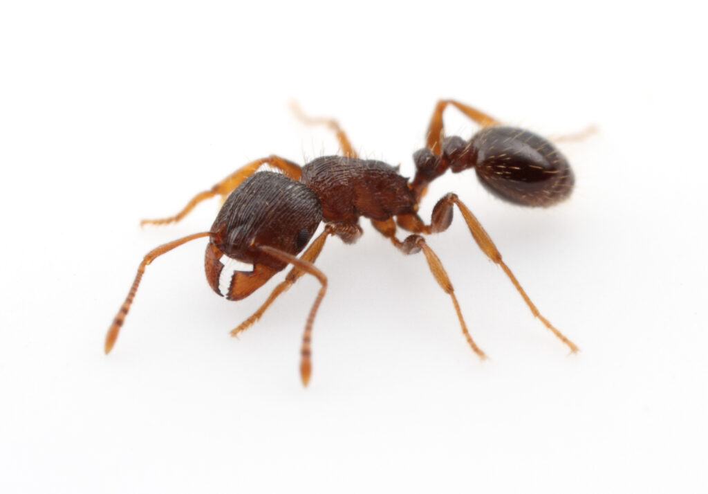 They’re not coming out of the walls – Tetramorium immigrans, our ...